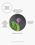 Bakuchiol retinol alternative with Babchi flower and green leaf on a white background